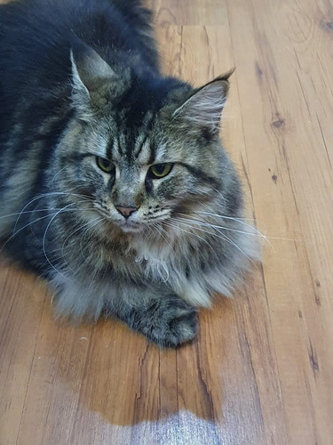 Imagem 5 de 10 de Maine Coon Intero (sem Castrar)
