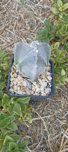 Astrophytum Myriostigma Tricostatum, 3 Costillas, Nv