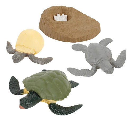 Proceso De Tortuga Multicolor Tortuga Multicolor Tortuga