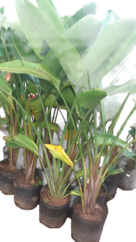 Strelitzia Nicolai 1,5 Ejemplar Consultar Envío Sin Cargo