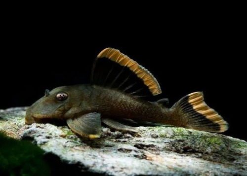 Peixe Cascudo Aba Laranja -aquário- Água Doce