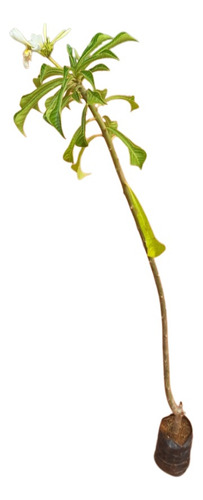 Muda De Jasmin Do Caribe - Floresce O Ano Todo De 70 Á 90cm