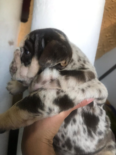 Imagen 7 de 10 de Hermosos Cachorros Chocolates Merles