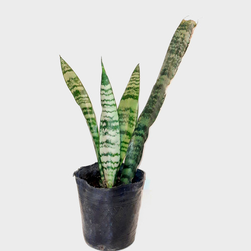 Planta Sansevieria Lengua De Suegra Espada San Jorge Quilmes