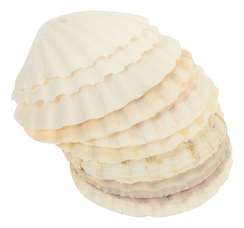 Conchas Marinas De Playa, Accesorios Naturales Para Vieiras