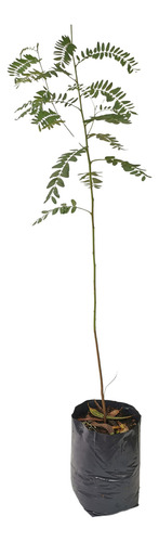 Acacia De Bañado Rustificada - Árbol Nativo