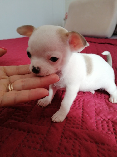 Imagen 1 de 5 de Hermoso Bebé Chihuahua, Cabeza De Manzana. 