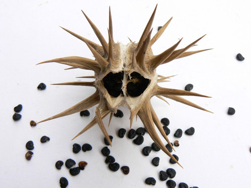 Semillas De Datura Ferox - Chamico