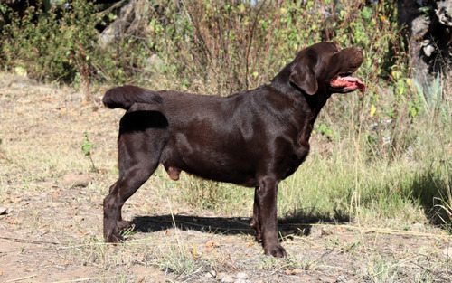 Cachorros Labrador Chocolate .pedigrí Internacional