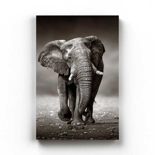Quadro Decorativo Elefante Preto E Cinza Tela Canvas 60x40cm
