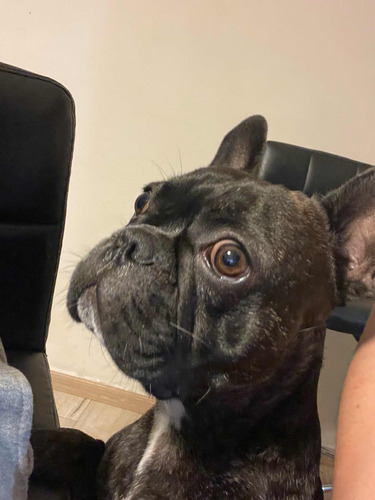 Perro Para Monta Bull Dog Frances