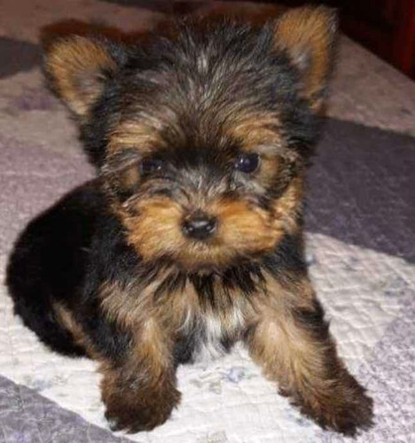 Yorkshire Terrier Macho Mini Retíralo Hoy