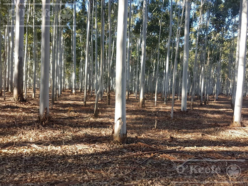Imagen 5 de 17 de Retasado : Oportunidad Campo En Venta 100 Has En Ibicuy Forestadas