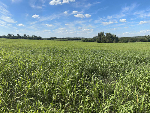 Campo Agrícola