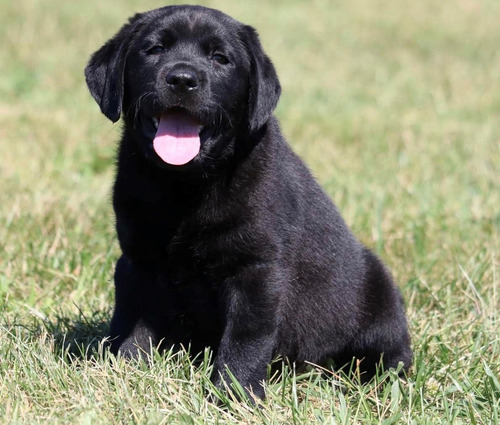 Labrador Negro Porte Maravilloso - Criadero Chascomús