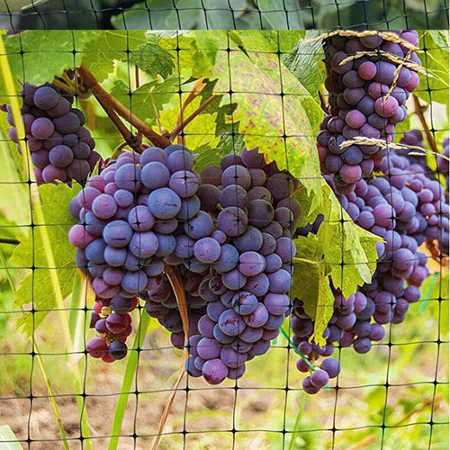 Red De Pájaros Verdes Para Proteger Las Plantas Árboles Frut