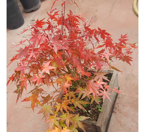 Bonsai De Acer Palmatum Deshojo - Arce Japones Deshojo Japon