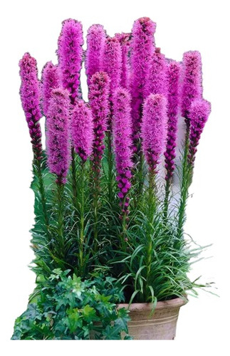 Pack De 20 Bulbos De Liatris