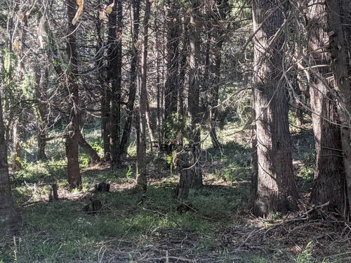 Imagen 9 de 15 de Lote En Venta - Bariloche - Zona Llao Llao - Id:15240