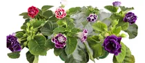 Comprar Bulbos De Gloxinia 4 Colores X 4  Bulbos  Imp Holanda