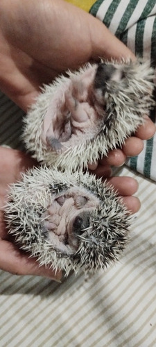 Imagen 2 de 8 de Erizos Africanos Almendra, Albinos Y Arlequínes