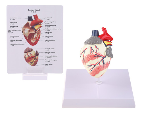 Modelo De Anatomía Cardíaca: Estudio De Órganos De Animales