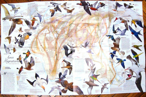 Mapa Nat Geo Con Revista Completo Aves Migratorias Abril 04