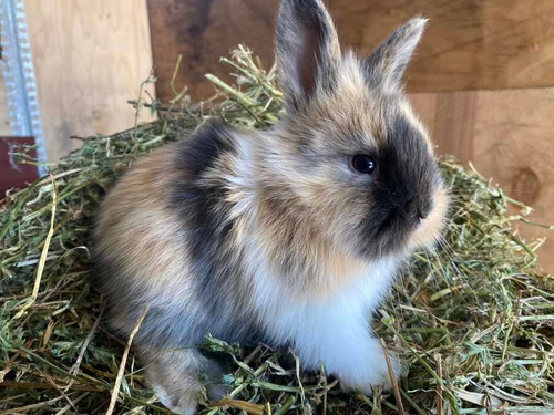Imagen 11 de 12 de Conejos Enanos. Son Un Peluche!
