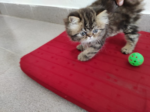 Hermoso Gatito Persa Atigrado