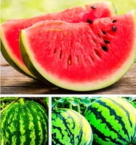 Comprar 20 Semillas De Sandia Sugar Fruta Dulce De La Reliquia Para