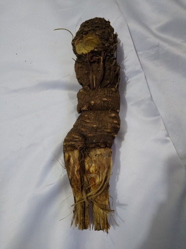 Imagen 3 de 3 de Planta Mandrágora Tamaño 24 A 30 Cm Aproximadamente