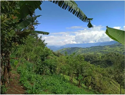 Vendo Finca De 18 Cuadras Para Ganado Y Cerdos A 15 Minutos D Fredonia