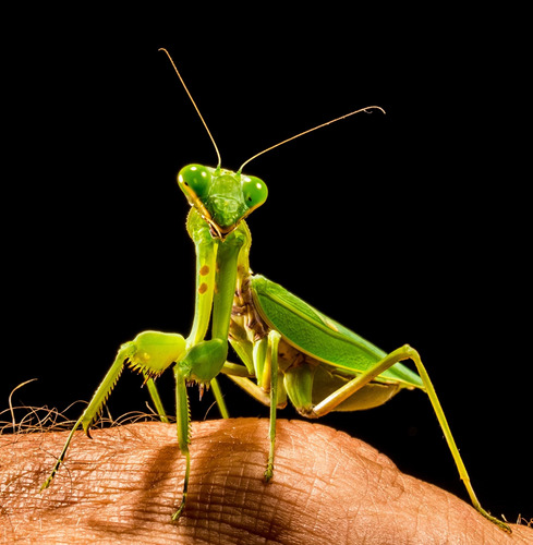 Cuadro Canvas Mantis Religiosa Locust Insecto Green M5