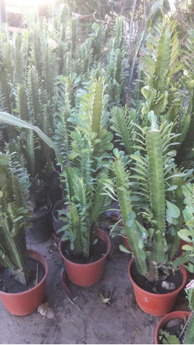 Euphorbia Trigona