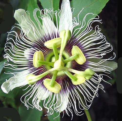 Semillas Passiflora Edulis