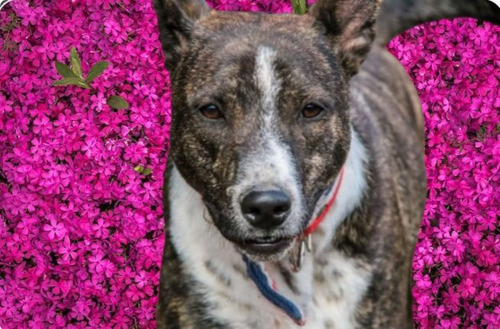 Hugo Mix De Bull Terrier Atigrado Bellísimo,, Adopcion
