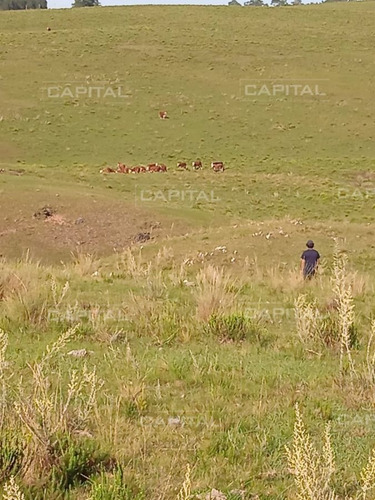 Imagen 1 de 5 de Muy Buen Campo De 90 Hectáreas En Lavalleja - Minas