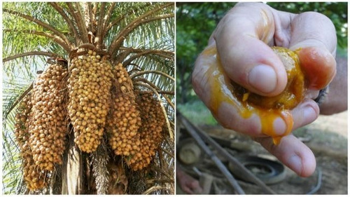 Semilla De Palmera De Coyol, Corconabe