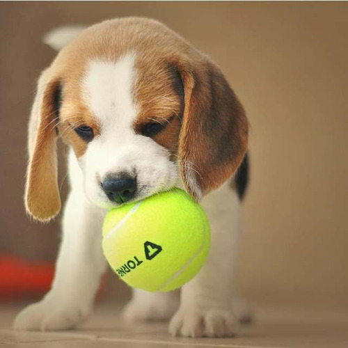 Cachorro Beagle Tricolor 16