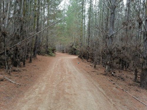Parcela De Agrado, El Sauce, Terreno Plano Con Arboles