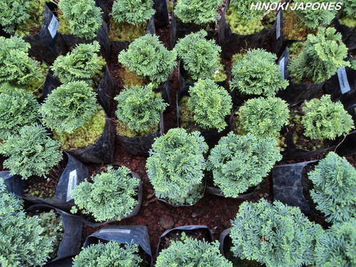 Imagen 2 de 6 de Lote De Arbolitos Para Bonsai Hinoki Cedro Japónes Juniperos