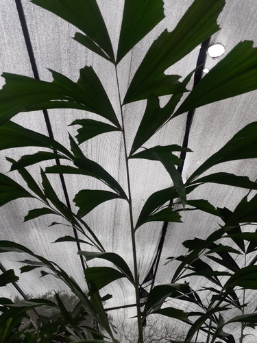 Caryota Urens, Palmera Cola De Pez 40lts