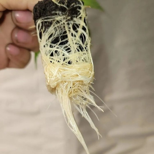 Solução Clonex Clone 20ml Clones, estacas e mudas