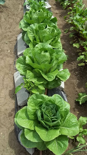 Semillas Lechuga Mantecosa Crimor A Granel X Lata 250grs