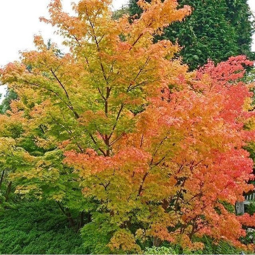 Imagen 3 de 5 de Arbol Acer Sango Kaku, Arce Japonés, Arce Enano 5lts