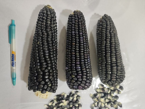 5kg Semilla De Maíz Hibrido Morado Cuatero A Granel