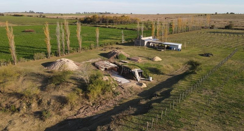Imagen 8 de 30 de Viñedo Boutique, Totalmente Productivo, Con Casa Y Cava