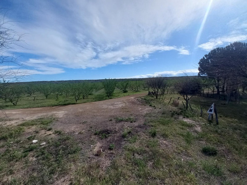 Campo - Caleu Caleu