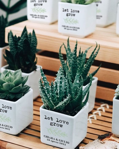 Imagen 7 de 10 de Regalos, Plantas Cactus Suculentas, Matrimonios Bautizo Misa