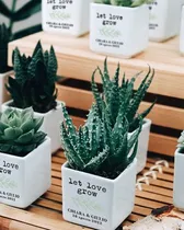 Comprar Regalos, Plantas Cactus Suculentas, Matrimonios Bautizo Misa
